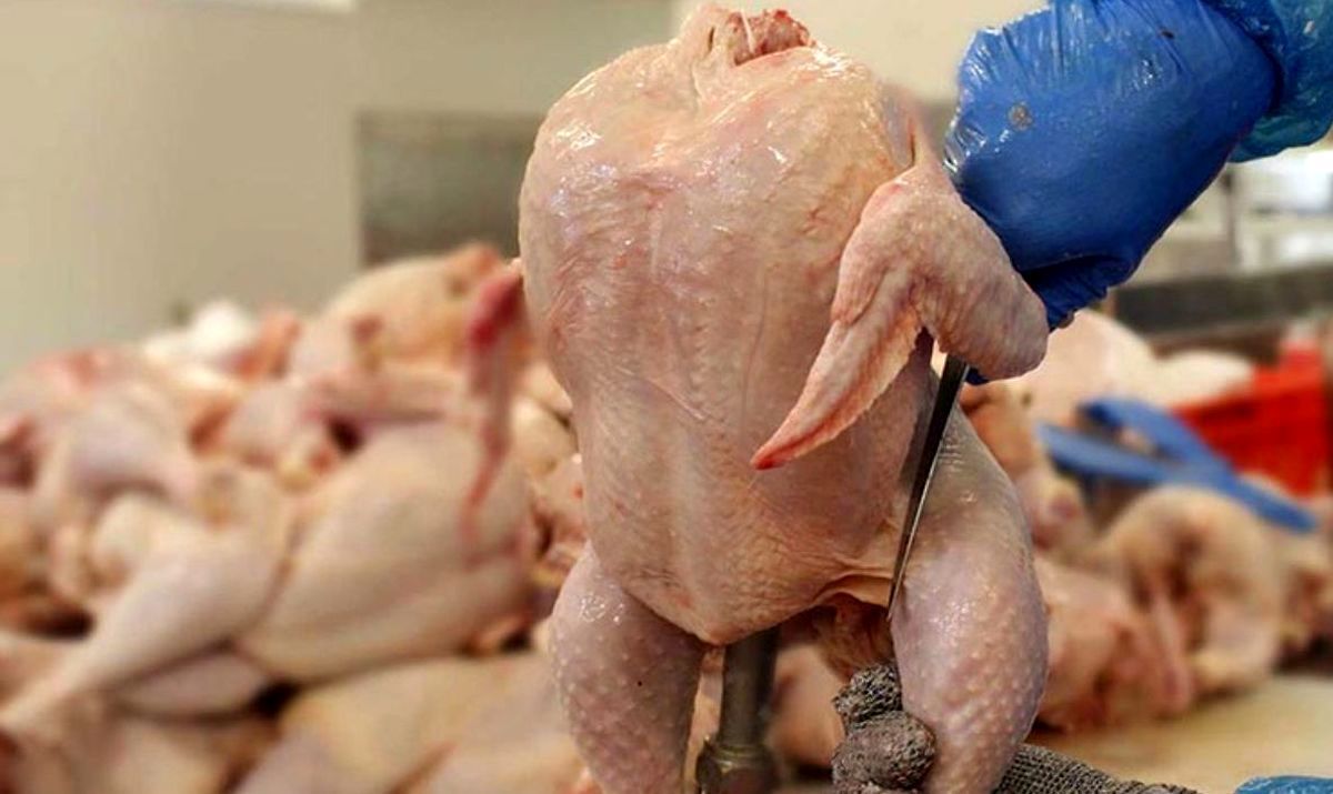 قیمت جدید مرغ کیلویی 73 هزار تومان اعلام شد