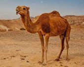 واردات شتر به استان یزد در آینده نزدیک