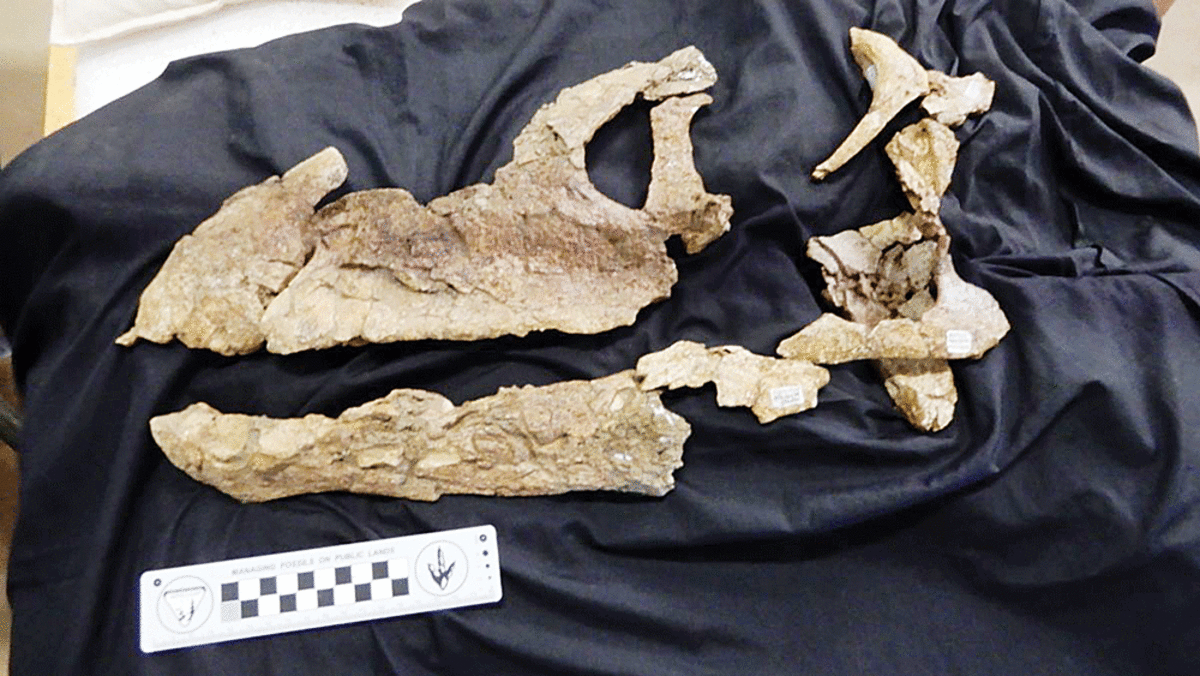در اکتشافاتی جدید، سالم‌ترین نمونه از اسکلت ساروپودها (گونه‌ای از دایناسورها با گردن‌های بسیار بلند، دم دراز و سرهایی کوچک به نسبت اندازه بدن) که در استرالیا یافت شده، به طرز قابل‌توجهی به فسیل‌های یافت‌شده در آمریکای‌جنوبی شباهت دارد.