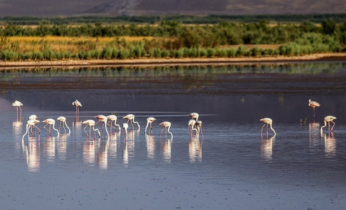 آذربایجان غربی ۴۰تالاب دائمی و فصلی دارد که مجموع مساحت آنها بیش از ۷۰۰کیلومترمربع تخمین زده می‌شود. برخی از این تالاب‌ها آب شیرین و برخی شور هستند که زیستگاه مناسبی برای انواع پرندگان و آبزیان به‌حساب آمده و بیش از ۱۴۰ نوع پرنده آبزی در آنها مشاهده شده است.