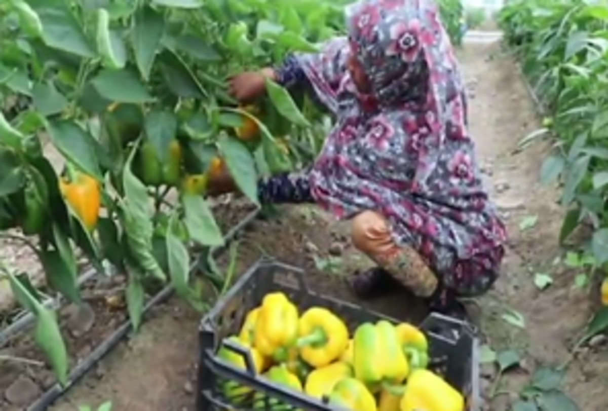برداشت محصولات گلخانه‌ای در منطقه توکهور و هشتبندی شهرستان میناب همچنان ادامه دارد.