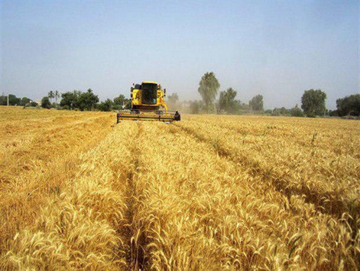 تاکنون 10هزار و ۵۰۰ تن گندم از سه هزار و ۲۰۰ هکتار زمین‌های کشاورزی هرمزگان برداشت شده است.