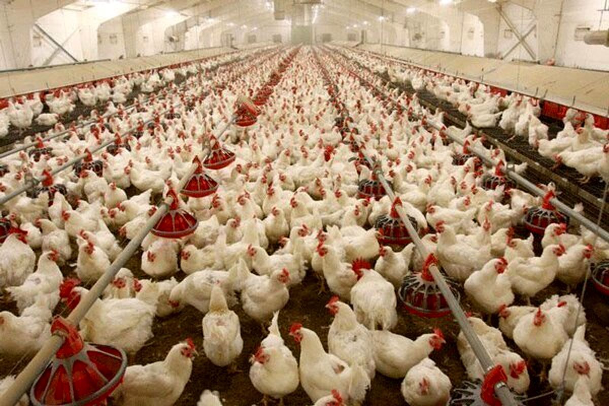راهکار اساسی برای مهار گرانی قیمت مرغ و تامین این کالا در سبد خانوار حمایت از مرغداران است.