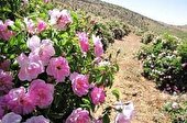 برداشت گل محمدی در بنادک سادات