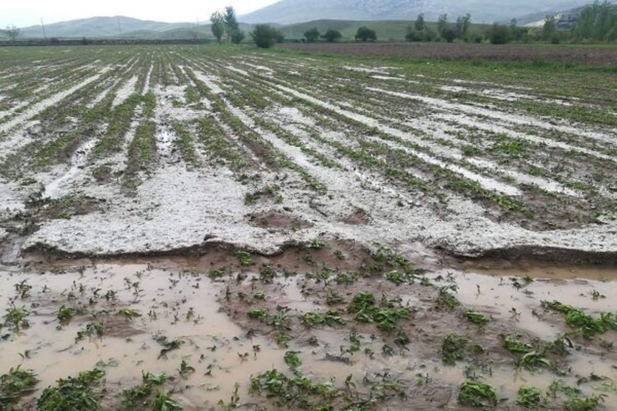 بارش شدید باران و تگرگ به ۵۶۰ هکتار از باغات مرکبات و زمین‌های کشاورزی بخش فارغان شهرس تان حاجی آباد خسارت وارد کرد.