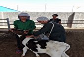 آغاز طرح واکسیناسیون تب مالت دام سنگین در شهرستان بافق