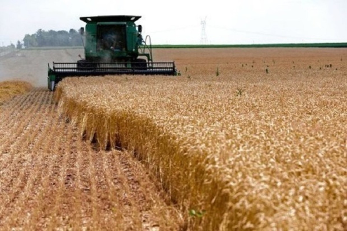خرید بیش از ۶۰ هزار تن گندم از گندمکاران هرمزگانی