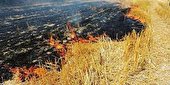 به کشاورزانی که اراضی برداشت نشده آنها دچار آتش سوزی شده است غرامت پرداخت می شود