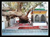 عکاسی، توانایی احیای ایران فرهنگی را دارد
