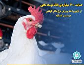 مدرن ترین مزارع پرورش مرغ مادر در استان بوشهر