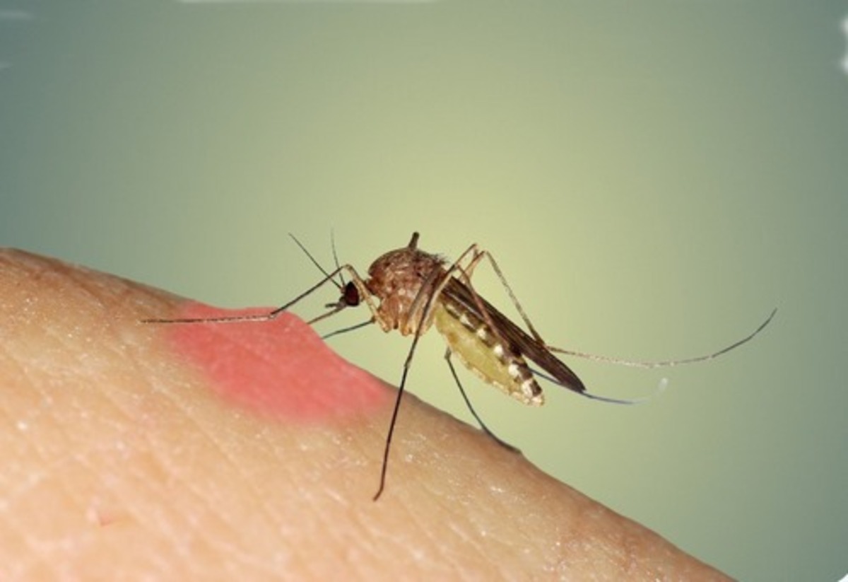به نظر می‌رسد که مزه خون برخی از ما انسان‌ها برای حشرات خونخواری مانند پشه خوشمزه‌تر از سایرین است که آنها را به خود جذب می‌کنیم. تحقیقات جدید نشان داده است که صابون‌های خاص می‌توانند احتمال گزش پشه‌ها را تا حد زیادی افزایش یا کاهش دهند.