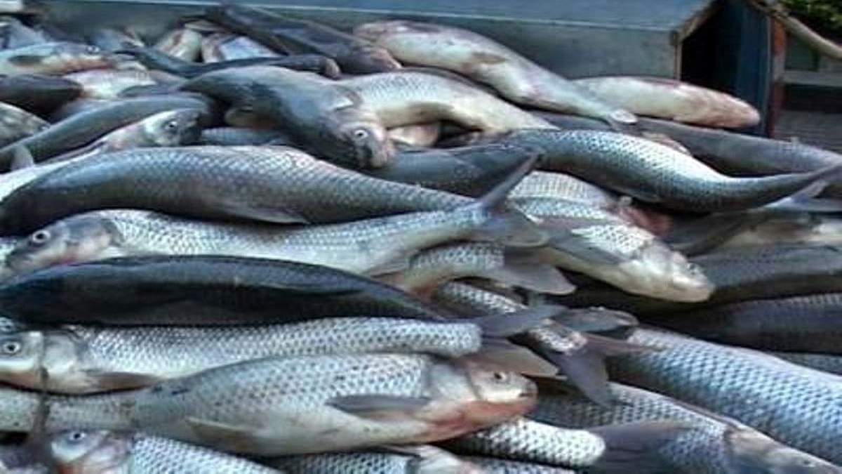 ماموران انتظامی ایست و بازرسی بونجی شهرستان سیریک از یک دستگاه خودرو کامیون یخچالدار بیش از ۳ تن ماهی قاچاق کشف و ضبط کردند.