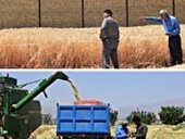 گلپایگان: کیل گیری مزرعه شاخص جو آبی