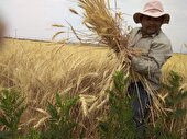 افزایش۳برابری خرید تضمینی گندم ابرکوه در سال زراعی جاری