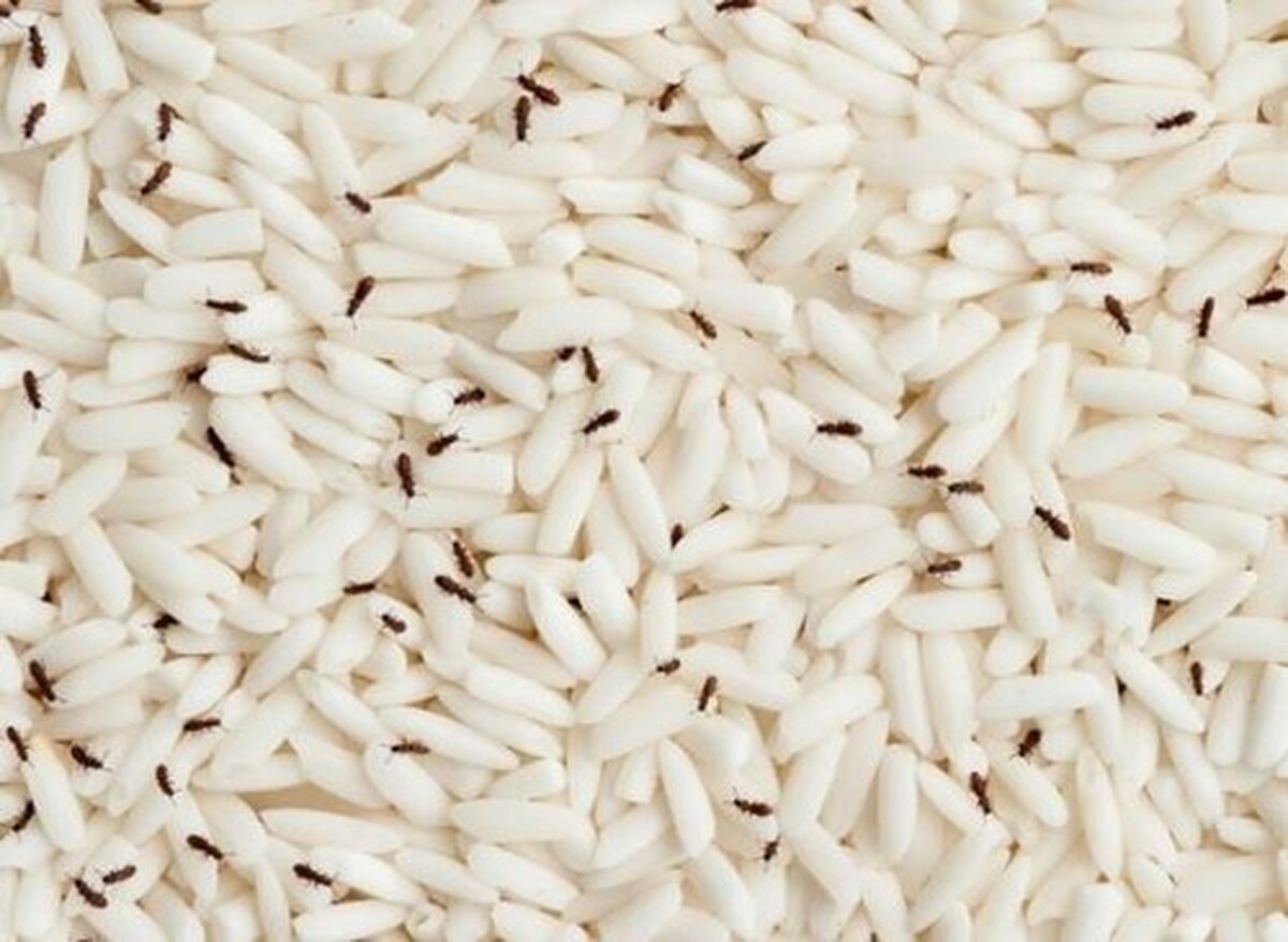 شپشک یا حشره‌ برنج، همان حشره‌ ریزی است که عموما به غلات و به‌خصوص برنج حمله کرده و سوراخ‌های ریزی در آن ایجاد می‌کند.