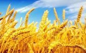 افزایش ۴۳۰ درصدی خرید گندم در شهرستان خاتم