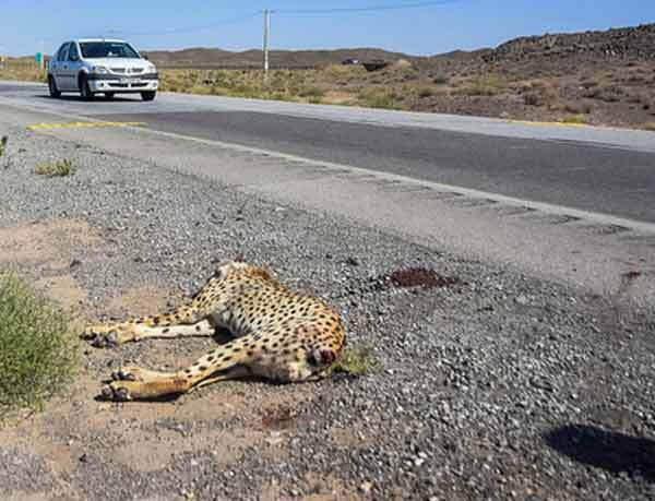مرگ یوزها روی دور تند | دُم یوزپنلگها را میبرند! مرگ یوزها روی دور تند | دُم یوزپنلگها را میبرند!