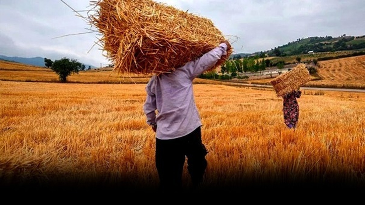 تاکید وزیر کشاورزی بر پرداخت مطالبات گندمکاران
