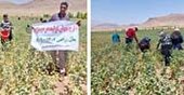 برداشت گلرنگ از مزارع طرح جهش تولید در دیمزارهای بخش کمه