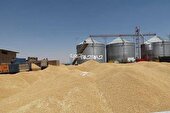 خرید تضمینی گندم در آذربایجان شرقی ۶۰ درصد افزایش یافت