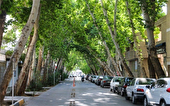 بازیابی درختان چنار در اصفهان به روش درون‌درمانی