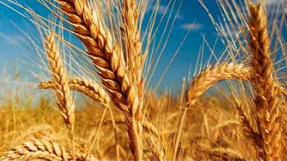 رشد خرید تضمینی گندم در قزوین با وجود کاهش بی سابقه بارندگی‌ها