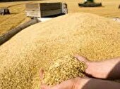 خرید تضمینی گندم، امنیت غذایی