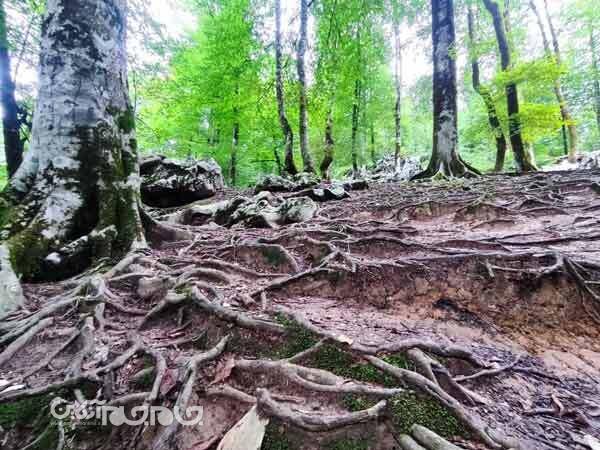 وضعیت جنگلهای کشور مناسب نیست | تقاضا برای پروژههای عمرانی در مراتع درجه یک وضعیت جنگلهای کشور مناسب نیست | تقاضا برای پروژههای عمرانی در مراتع درجه یک