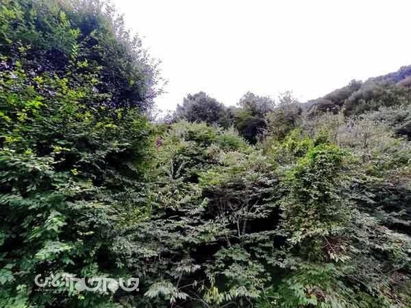 وضعیت جنگلهای کشور مناسب نیست | تقاضا برای پروژههای عمرانی در مراتع درجه یک وضعیت جنگلهای کشور مناسب نیست | تقاضا برای پروژههای عمرانی در مراتع درجه یک