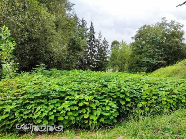 آفت کمبود اعتبار به ‌طرح کاشت یک میلیارد درخت می‌زند؟‌