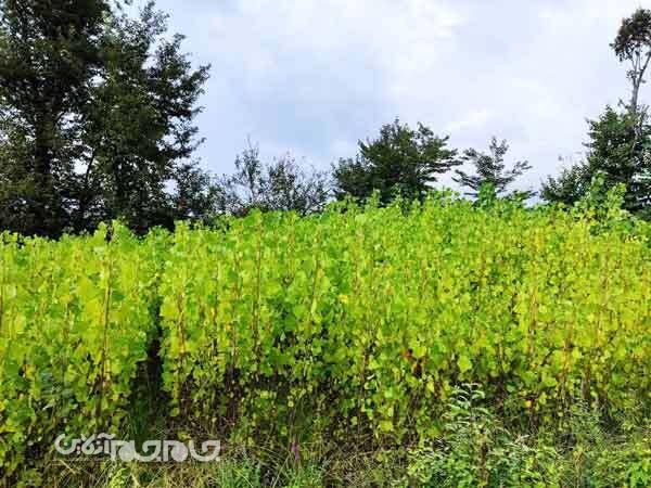 آفت کمبود اعتبار به ‌طرح کاشت یک میلیارد درخت می‌زند؟‌