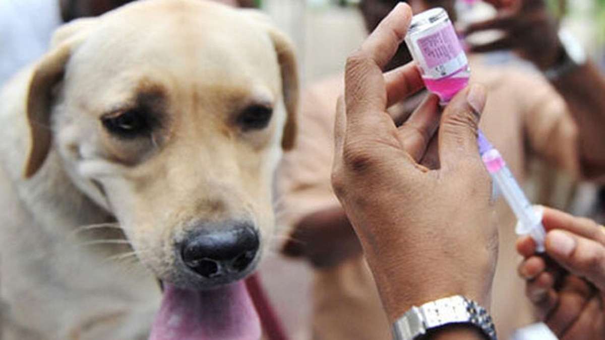 واکسیناسیون ۵۶ قلاده سگ صاحب دار در قزوین