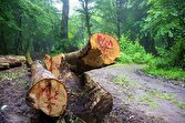 غارت جنگل به بهانه برداشت درختان خشکیده