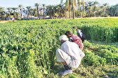 زراعت «امید» سیستان و بلوچستان