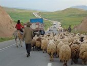 ممنوعیت ورود دام به مراتع قشلاقی کرمانشاه تا ۱۵ آبان