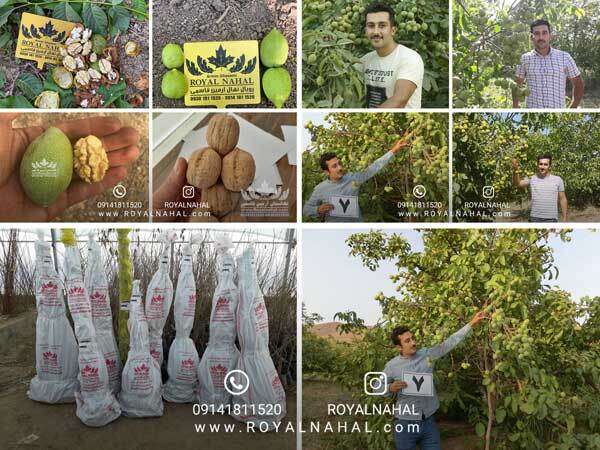 طلای سبز ایران کشف شد