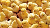 ظرفیت جوجه ریزی ۵.۵ میلیون قطعه ای در آذربایجان شرقی فراهم است