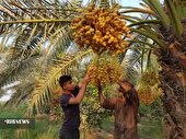 ثبت جشنواره برداشت خرمای طبس در تقویم رویداد‌های گردشگری