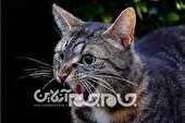 هشدار دامپزشکی خراسان شمالی نسبت به شیوع بیماری هاری در گربه