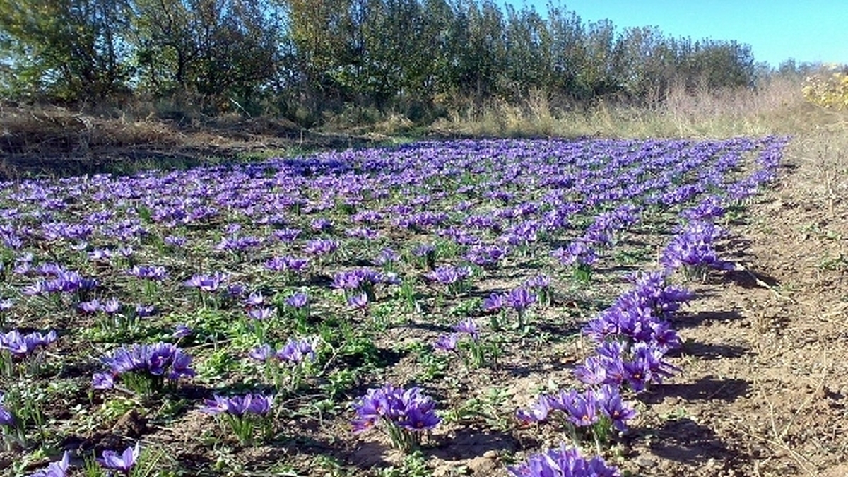مدیر باغبانی سازمان جهاد کشاورزی استان قزوین گفت: برداشت زعفران از سطح ۱۱۰ هکتار از مزارع کشاورزی استان آغاز شده است.