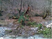 سبب مصدومیت ۲ دانش‌آموز مینودشتی شد