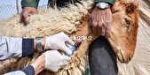مایه‌کوبی بیش از ۹۶۰ هزار راس دام در شهرستان بجنورد