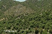 ایجاد ۳۲ هزار هکتار جنگل و جذب ۲ میلیون تن گرد و غبار