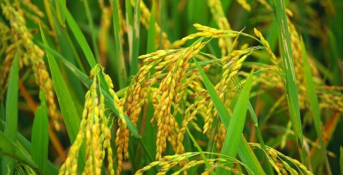 تولید 78 هزارتن شلتوک کشت مجدد و رتون برنج در بابل