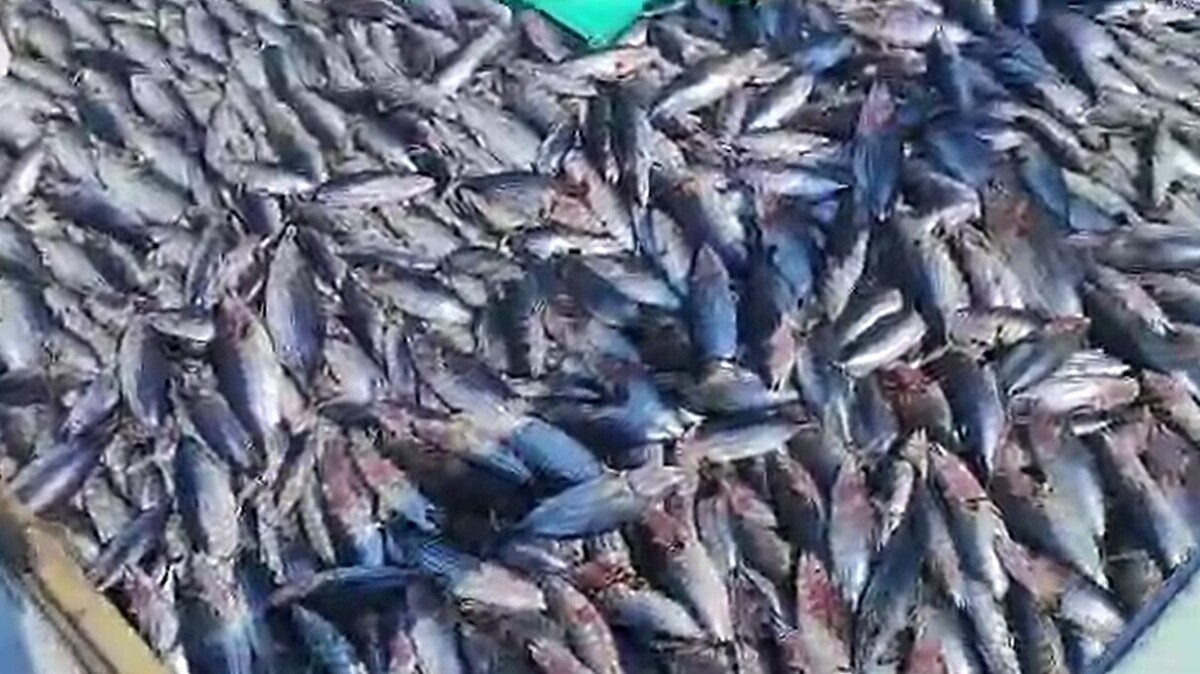 تخلیه صید تن ماهیان لنج‌های آب‌های دور در اسکله چند منظوره شهر بندر سیریک آغاز شد.