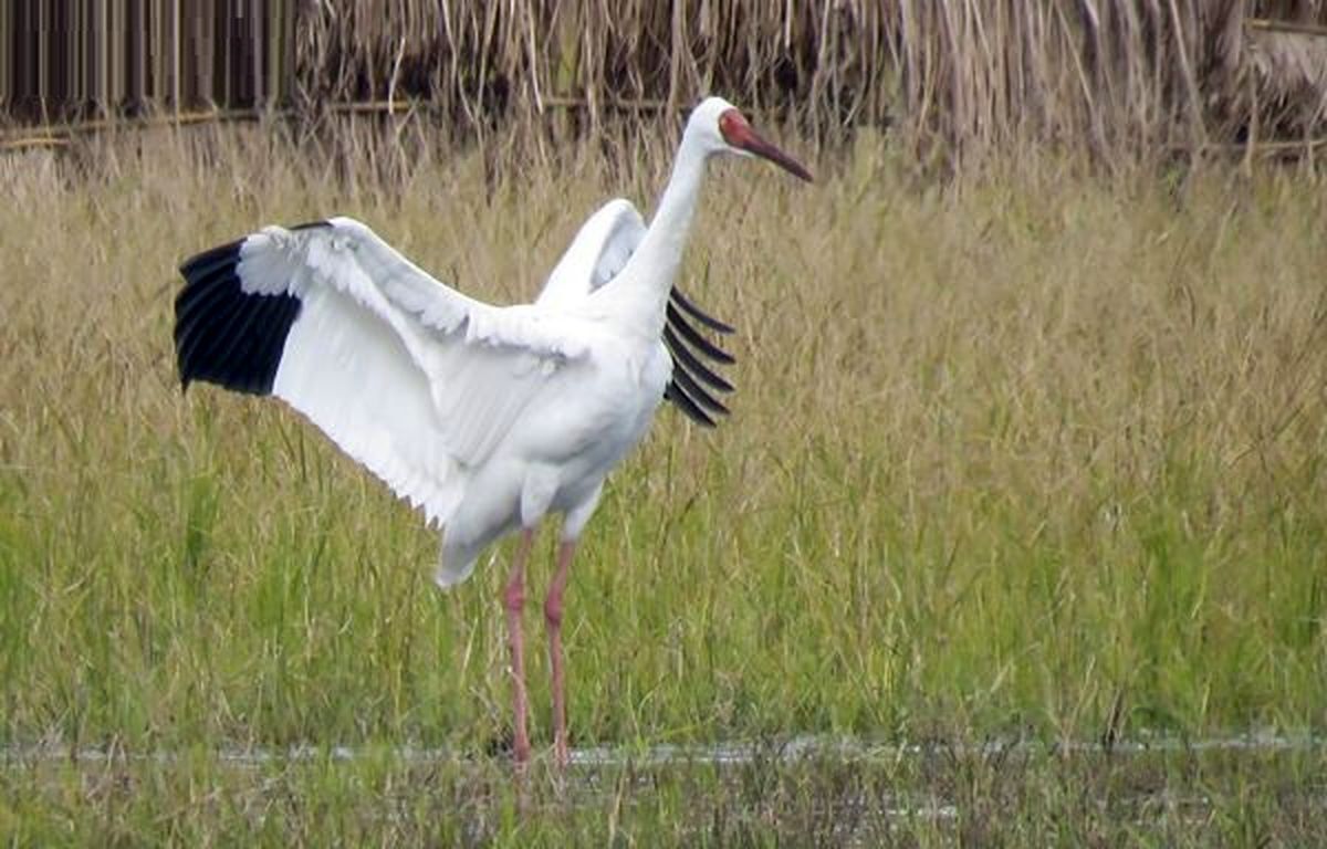 آیا امید به ایران باز می‌گردد؟ | دلایل تاخیر تک درنای سیبری 