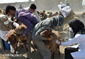 بهره‌مندی ۲۸ روستای خراسان شمالی از خدمات جهاد دامپزشکی