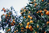 نانوموادی که نگهبان پرتقال‌ها می‌شوند