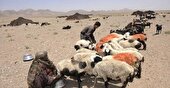 افزایش ۱۰ درصدی تولید گوشت قرمز به همت عشایر خراسان جنوبی