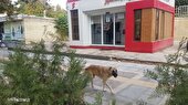 عقیم سازی تنها راه پیشگیری از افزایش تعداد سگ های بدون صاحب شهر است